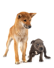 shiba inu and staffie