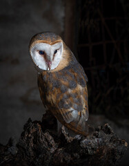 barn owl hunting at night