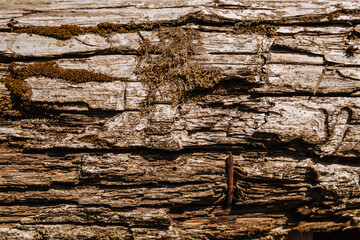 The texture of old wood and moss. Tree bark texture