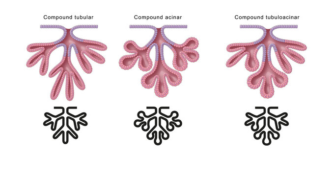 Structural classification of glands. Compound glands