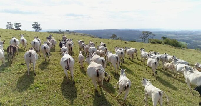 Aerial view of herd nelore cattel on green pasture in Brazil. 4K.