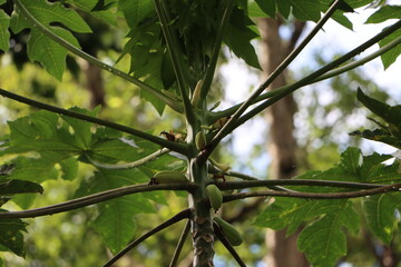 Papaya plant in the garden