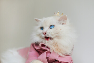 White ragdoll cat blue eyes in pink coat yellow crown side face
