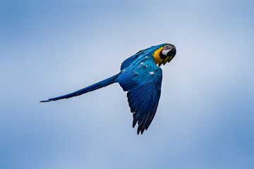flying beautifully coloured parrot ara  (Ara ararauna) costa rica.
