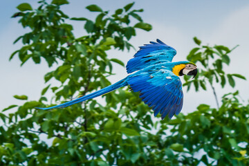 flying beautifully coloured parrot ara  (Ara ararauna) costa rica.