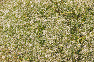 Field with plants in summer