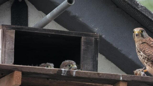 Turmfalke (Falco tinnunculus)  Weibchen bringt Maus