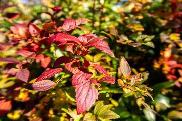 Close-up view of red vivid autumn leaves in Unzen - Asakusa National Park in Nagasaki Prefecture,...
