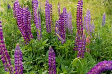 beautiful tall multi-colored lupine flowers grow in a field among different herbs. Color: purple, pink, lilac with different shades. Beautiful landscape for enjoyment. Desktop background