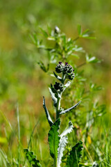 Plant (Anchusa azurea) grows in a mountain meadow close-up