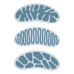The basic types and forms of the fine structure of mitochondrial cristae. Types of mitochondria - obrazy, fototapety, plakaty