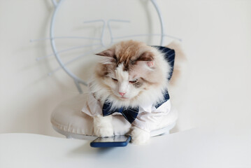Handsome ragdoll cat in suit play cellphone.
