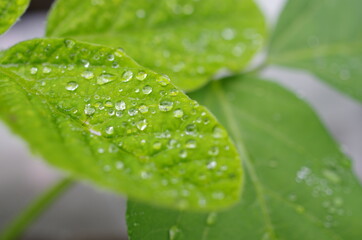 雨の滴が付いた緑の葉
