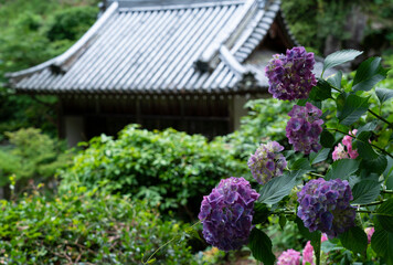 Fototapeta na wymiar Hydrangeas and temples in Japan