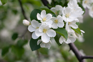 Branch of apple tree with many white flowers close up.