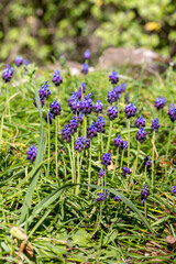 Obraz premium The plant (Muscari) with violet flowers grows close-up