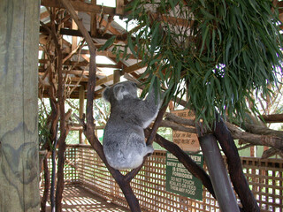 koala in a tree © Bk