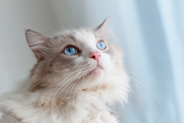 Cute ragodll cat with amazing blue eyes look up
