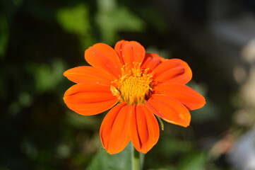 Most beautiful orange flower you've ever seen.
