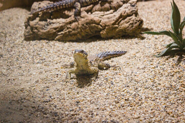 Steppe Agama, Trapelus sanguinolentus nature desert habitat Asiation part on Russia and Kazakhstan.