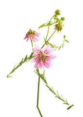 summer meadow flowers isolated