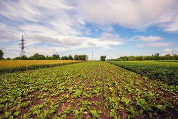 Fototapeta na wymiar Agricultural landscape. Arable field with green beet shoots on a sunny day