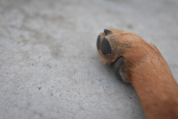 closeup of a German Shepherd dog leg paw with shallow depth of field, Dog Paws 