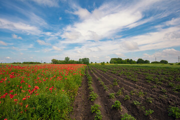 Fototapeta na wymiar Agricultural landscape. Green shoots of potatoes. poppies field and arable field on a sunny day
