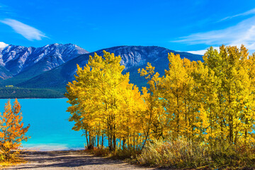 Abraham lake with a turquoise water