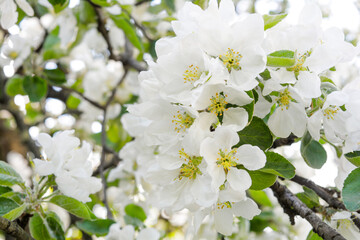 White flowers of apple tree. Beautiful blossoming apple tree branch