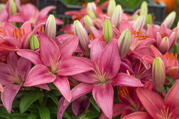 Close up of bouquet of beautiful summer blooming of Liliaceae.