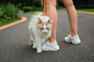 Cute ragdoll cat go out with woman, get close to girl's leg, very lazy

