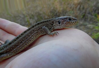 big gray lizard on a baby palm close-up