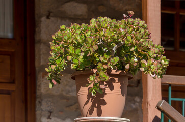 Fototapeta na wymiar Succulent plant (Crassula) with delicate flowers grows close-up