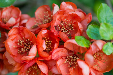 Pomegranate or Punica granatum red flowers. Pomegranate blossom branch