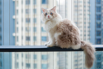 Cute ragdoll cat sit on balcony

