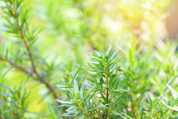 Rosmarinus officinalis herb and ingredient for food - Rosemary plant leaves in the garden nature green background