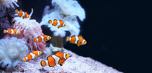 Sea anemone and clown fish