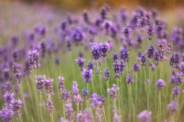 Obraz premium Lavender close-up on a blurry background. Selective and soft focus. The lavender field blooms in summer. Image of lavender with a copy of the space for prints, decor, Wallpaper, posters.