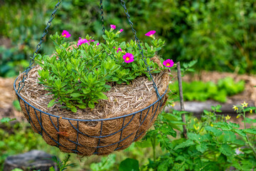 Small, Deep Pink Million Bells flowers growing in hanging basket in the garden. The Calibrachoa bell like flowers are like miniature petunias. Surrounded by healthy green leaves. Bokeh background.