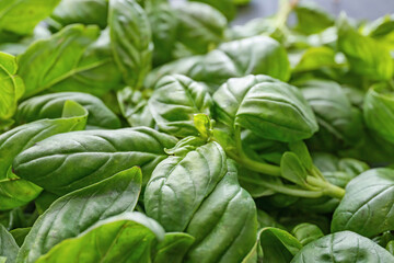 Fresh green basil as background