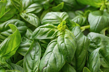 Fresh green basil as background