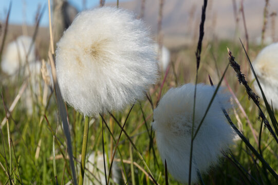 Cotton grass in Longyearbyen on Spitsbergen. Arctic summer with green grass and some flowers and vegetation.