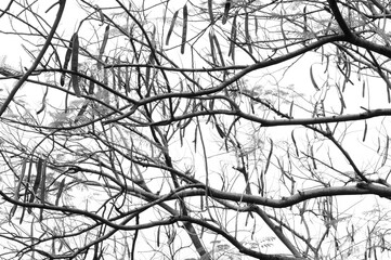 Fototapeta na wymiar Intermingling Tree Branches (in monochrome)