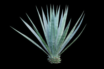 Agave plant isolated on  black background. clipping path. Agave plant tropical drought tolerance has sharp thorns.