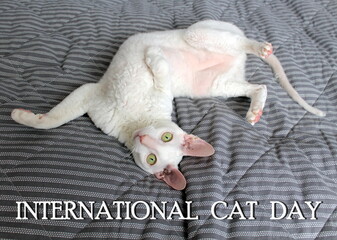 A white Cornish Rex cat is lying on a gray blanket. The Inscription International Cat Day. Concept...