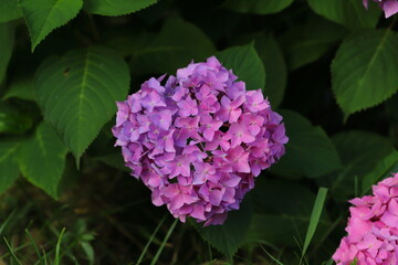 ピンク色のアジサイの花