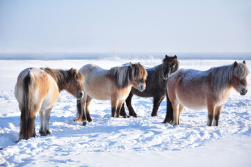 Yakutian horses grazing in the winter field farm near the village of Oymyakon. Native horse breed from the Siberian Sakha Republic, that can survive without shelter in temperatures -70 degrees Celsius