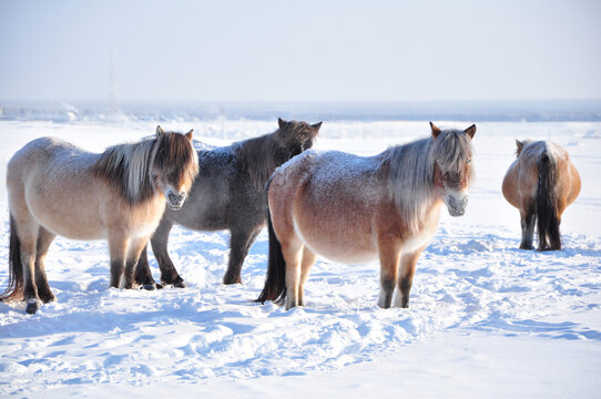 Yakutian horses grazing in the winter field farm near the village of Oymyakon. Native horse breed from the Siberian Sakha Republic, that can survive without shelter in temperatures -70 degrees Celsius