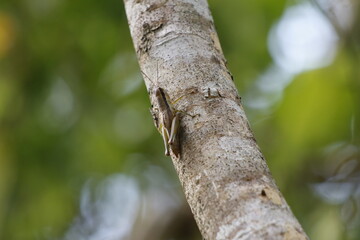 西表島のイナゴ（小種不明）
